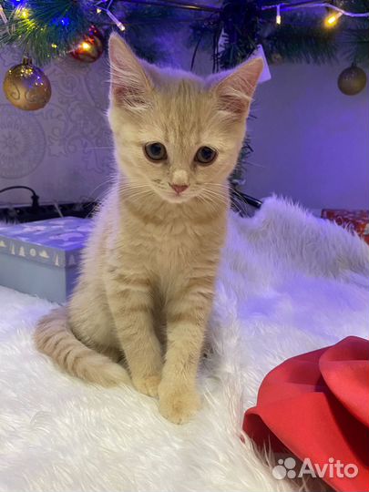 Отдам котенка в добрые руки