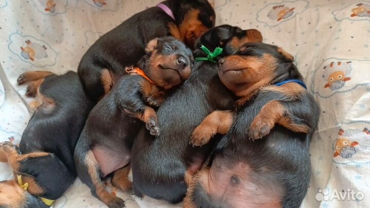 Щенки цвергпинчера
