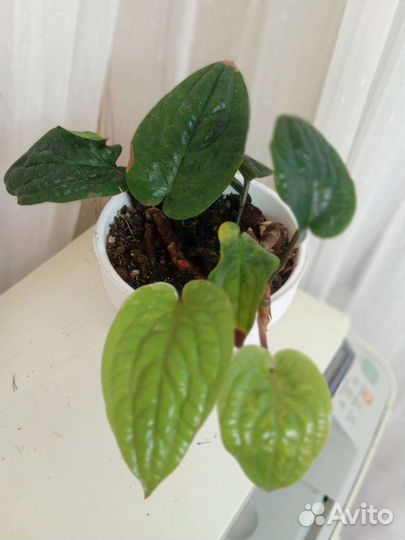 Антуриум Anthurium Radicans