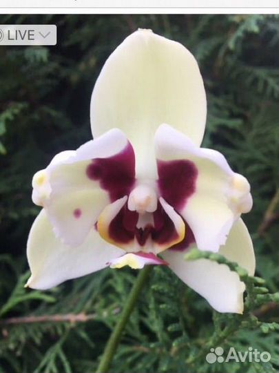 Орхидея фаленопсис