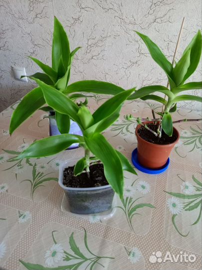 Золотой ус