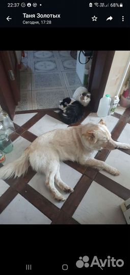 Щенки в добрые руки
