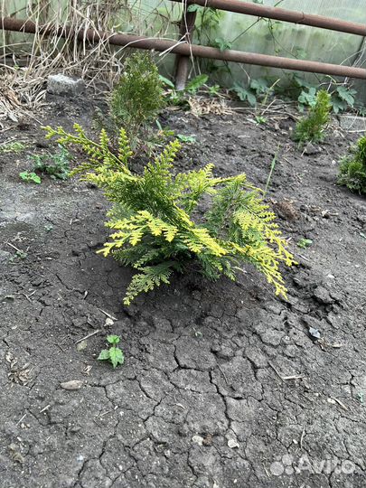 Туя смарагд