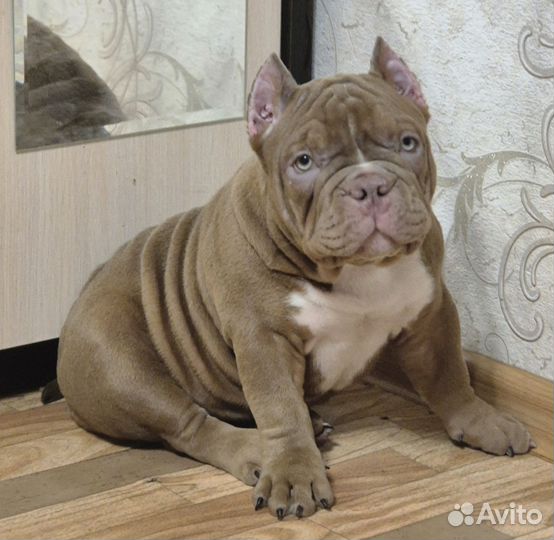 Американский булли микро покет