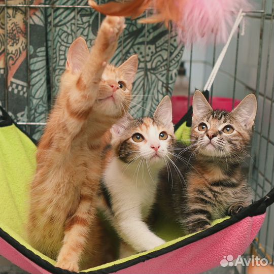 Кошечка Гермиона, 3 мес