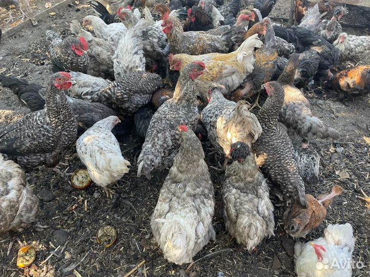 Куры несушки домашние