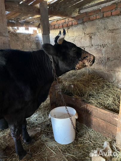 Корова дойная