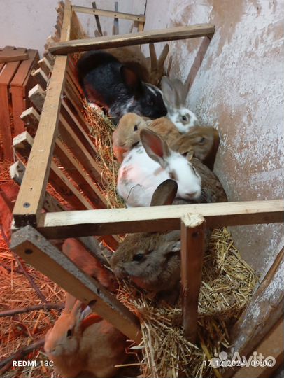 Крольчата - 3 месяца