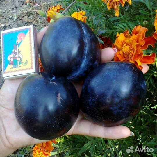 Саженцы сливы то Че Сан,Бербанк Гигант, Хироми Рэд