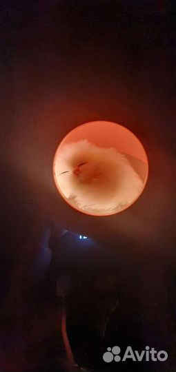 Ночник котик