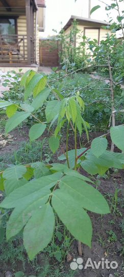 Саженцы маньчжурского ореха