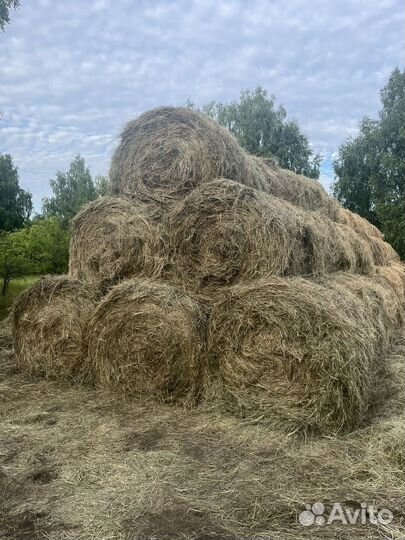 Сено луговое