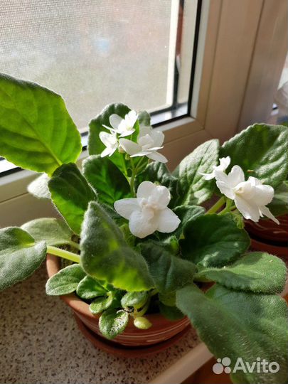 Фиалка белая розовая фиолетовая