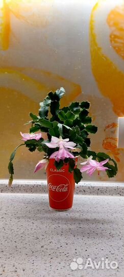 Декабрист шлюмбергера белый и желто-персиковый