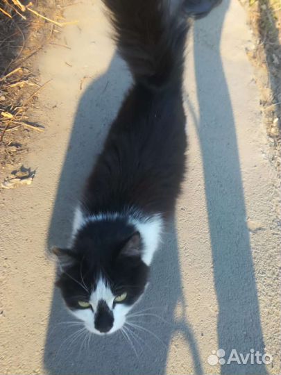 Кошка Мила 1 год стерилизована