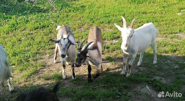 Козлята и козочки