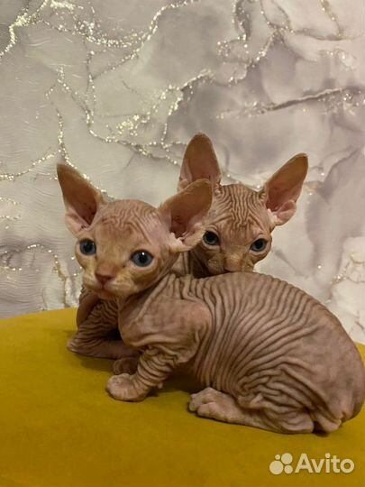 Канадский сфинкс