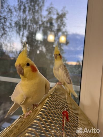 Попугай с корелла с клеткой