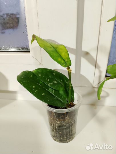 Хойя паразитика-лао