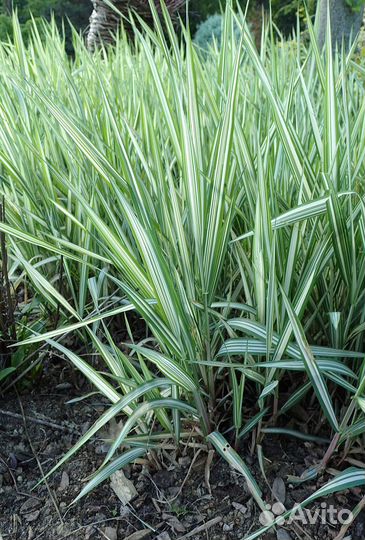 Фалярис тростниковый. Саженцы, рассада