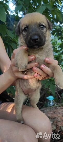 Щенята крупные метисы в дар