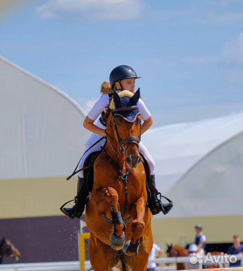 Продам лошадь