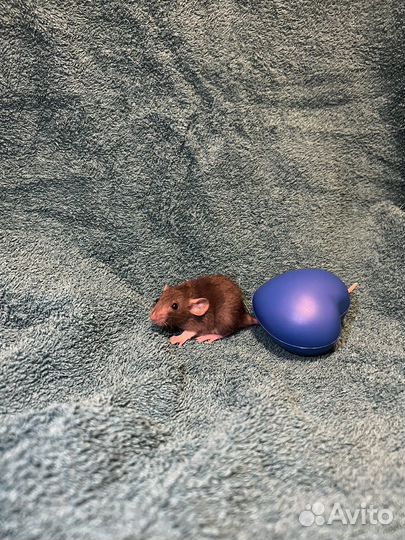 Две девчушки крысульки