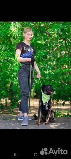 Собака-компаньон