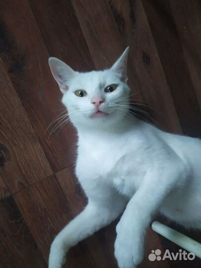 Котята белые и чёрные в добрые руки