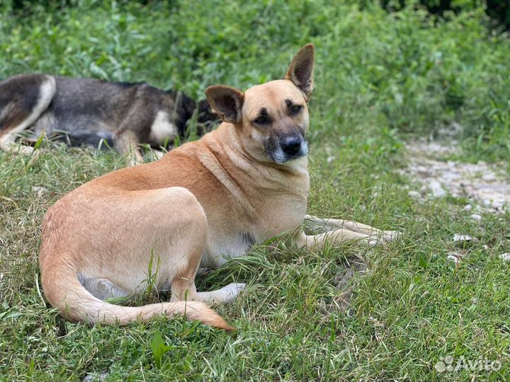 Помогите с Стерилизацией