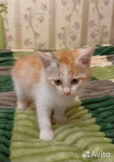 Котенок в добрые руки