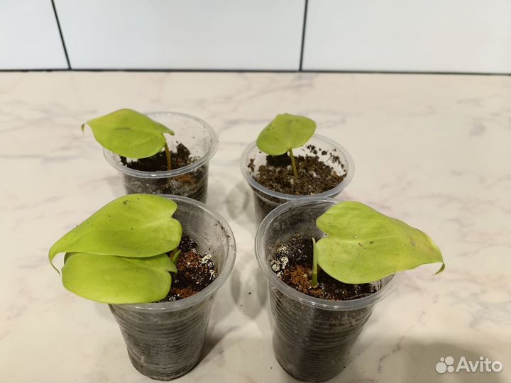 Продам комнатные растения