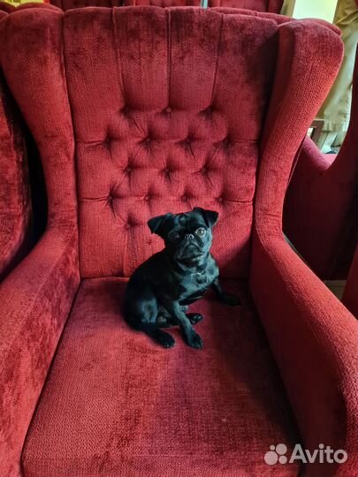 Пти брабансон вязка