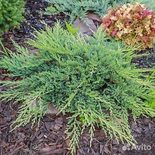 Хвойные растения