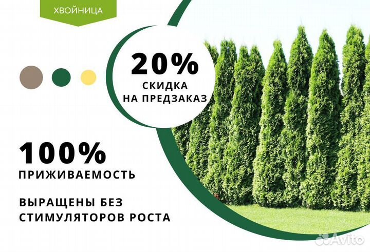 Туя Смарагд 1,8-2 м,Брабант,Колумна