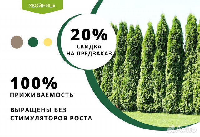 Туя Смарагд 1,8-2 м,Брабант,Колумна