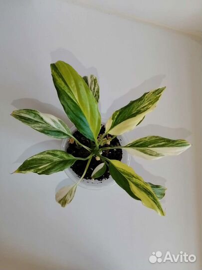 Спатифиллум мун шадоу крем