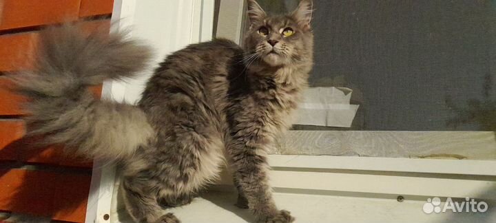 Котята Мейн-кун полидакт