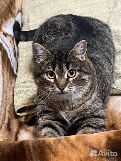 Ласковому кабачку Фасоле ищем дом