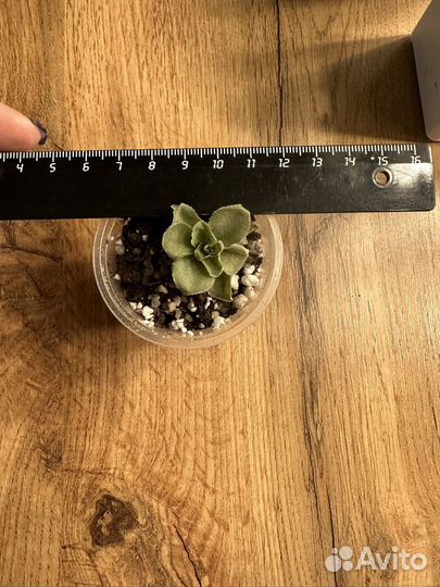 Суккуленты