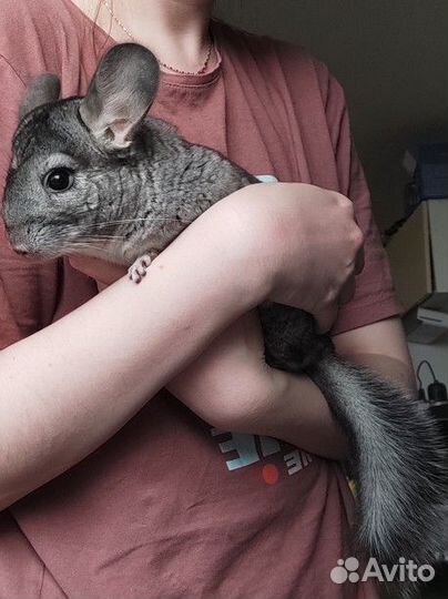 Шиншилла девочка