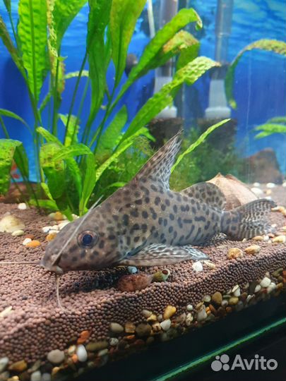 Сом перевертыш