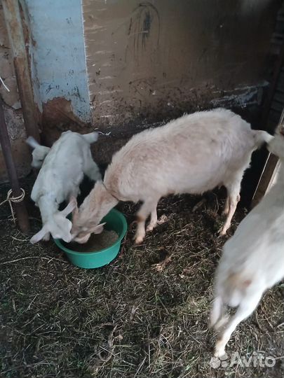 Поросенок ландрас