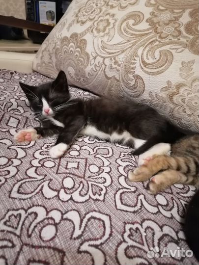 Отдам котенка