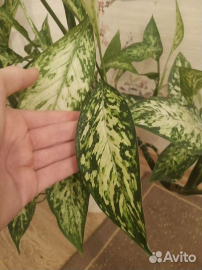 Диффенбахия