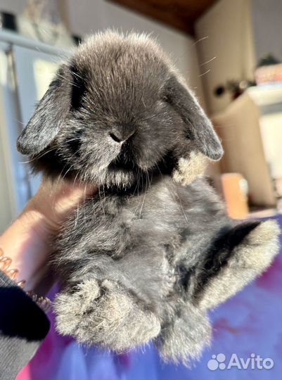 Карликовая декоративная девочка породы Минилоп