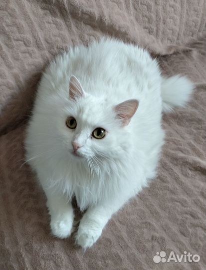 Кошачья няня (котоняня, зооняня, кэтситтер)