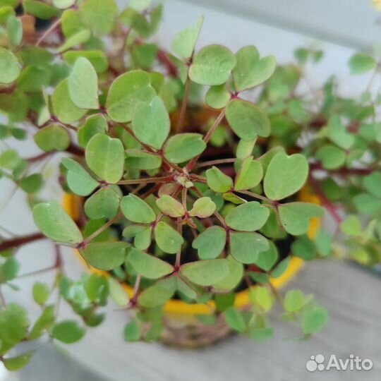 Кислица вулканическая