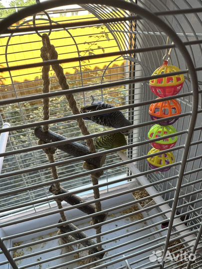 Волнистые попугаи