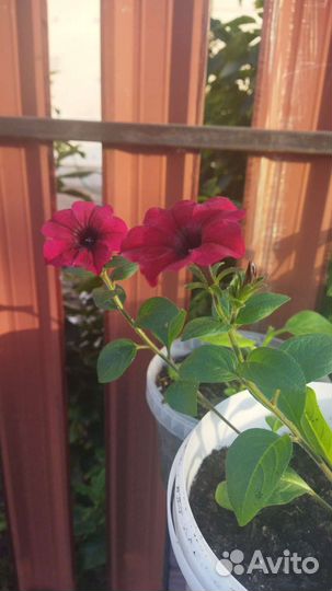 Петуния ампельная